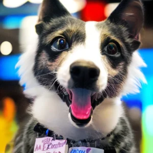 Artistic representation for 2024 Pet Expo Will Get Tails Wagging