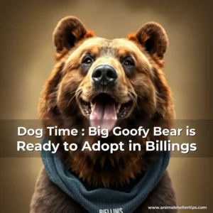 Artistic representation for Dog Time : Big Goofy Bear is Ready to Adopt in Billings